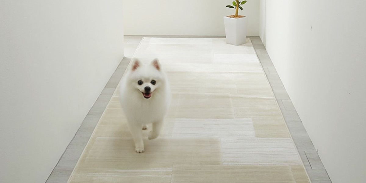 犬がカーペットの敷かれた廊下を歩いている