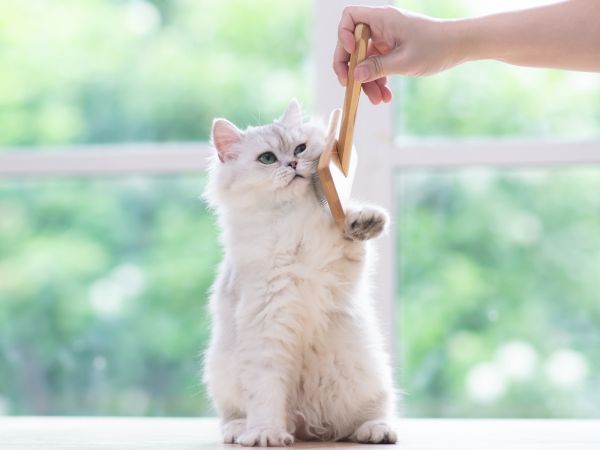 ブラッシングされている猫