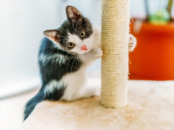 爪とぎをしている猫