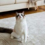 猫との暮らしを快適にするラグ・カーペットの選び方