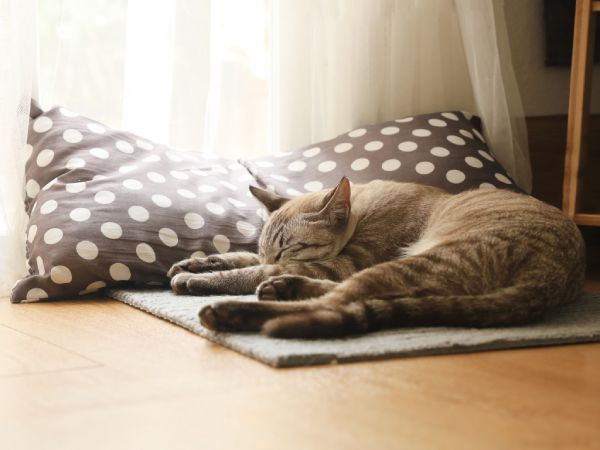 ラグの上で寝ている猫