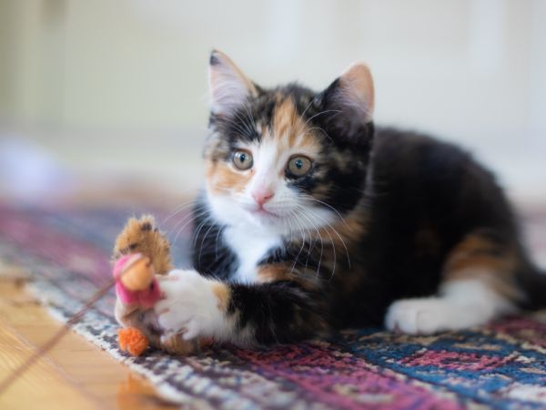 おもちゃで遊ぶ猫