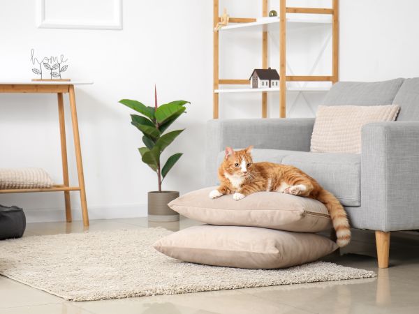 ラグのある部屋でくつろぐ猫