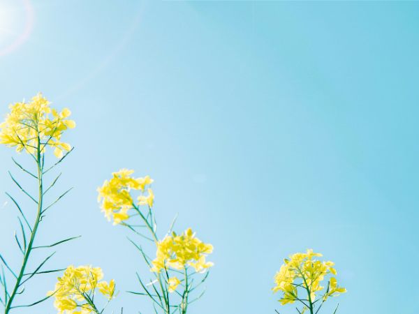 青い空に黄色の花