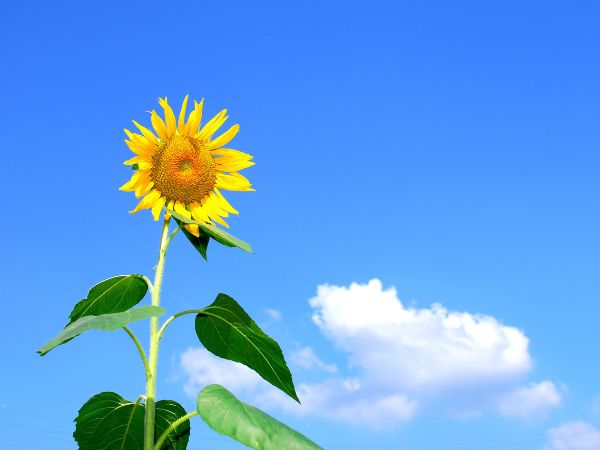 真夏の青空に向日葵が咲いている