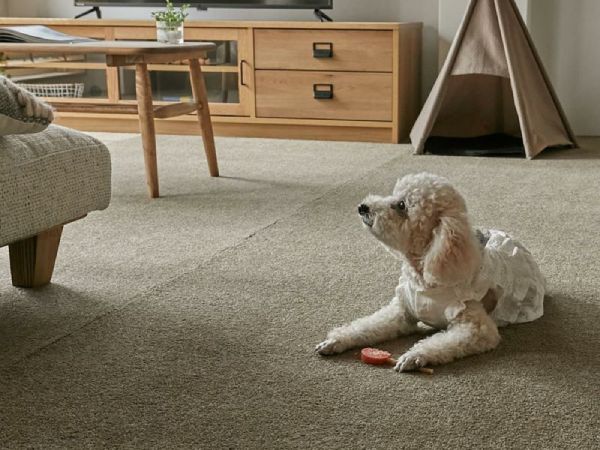カーペット『バンジュ』の上に犬が寛いでいる