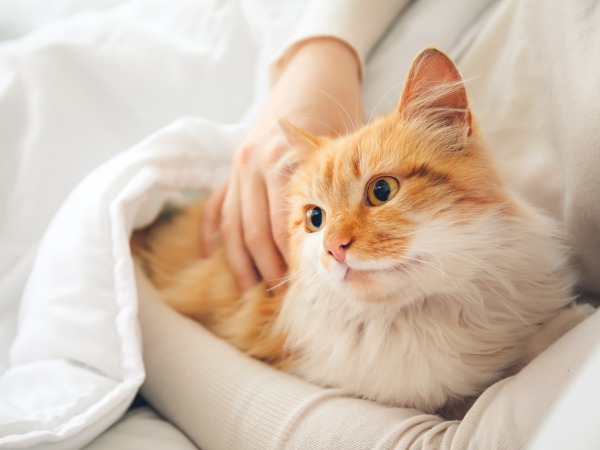 女性に抱っこされる猫