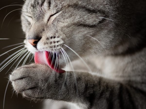 グルーミングする猫