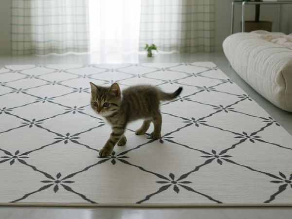 白色可愛いラグの上を猫が歩いている