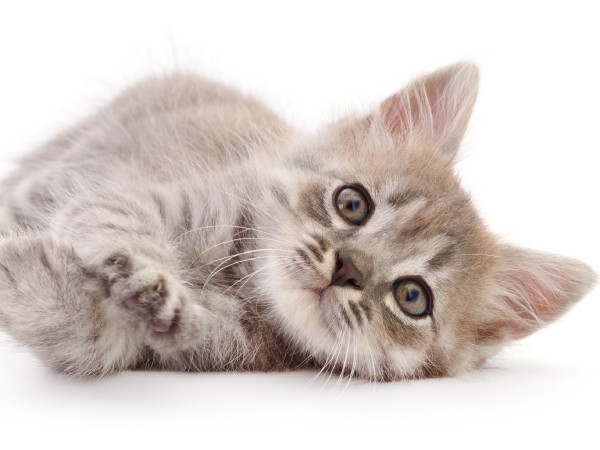 甘える素振りを見せる子猫