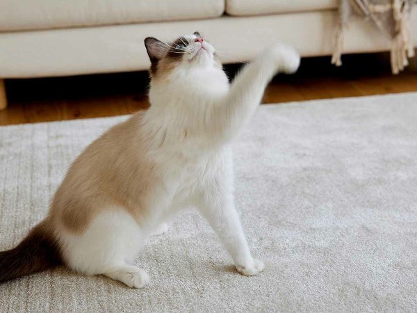 カーペットの上で猫パンチする猫