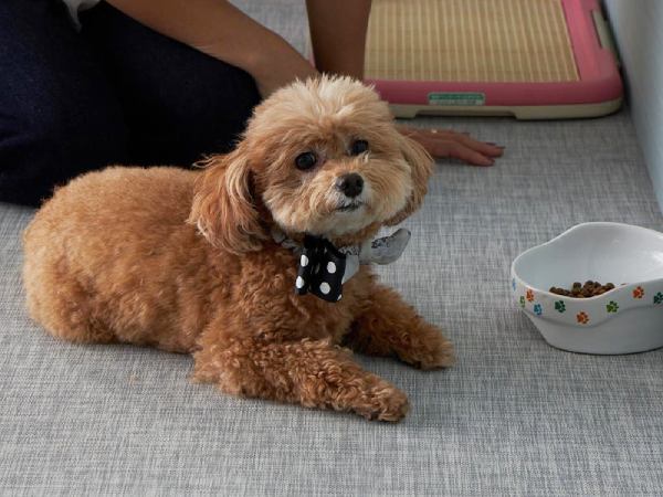 カーペットの上で寛ぐ犬