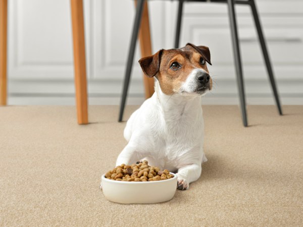カーペットに粗相（おしっこ）をしてしまう犬