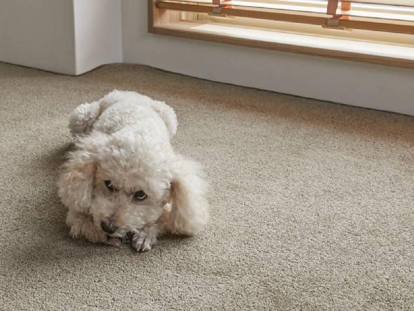 カーペットの上で寝ころんでいる犬