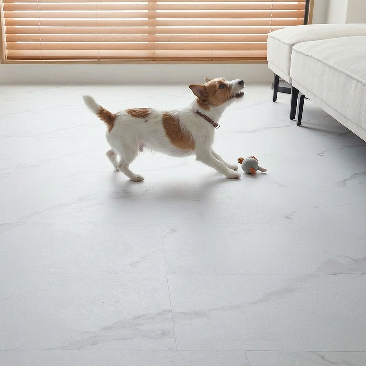 ペットが遊んでいる様子