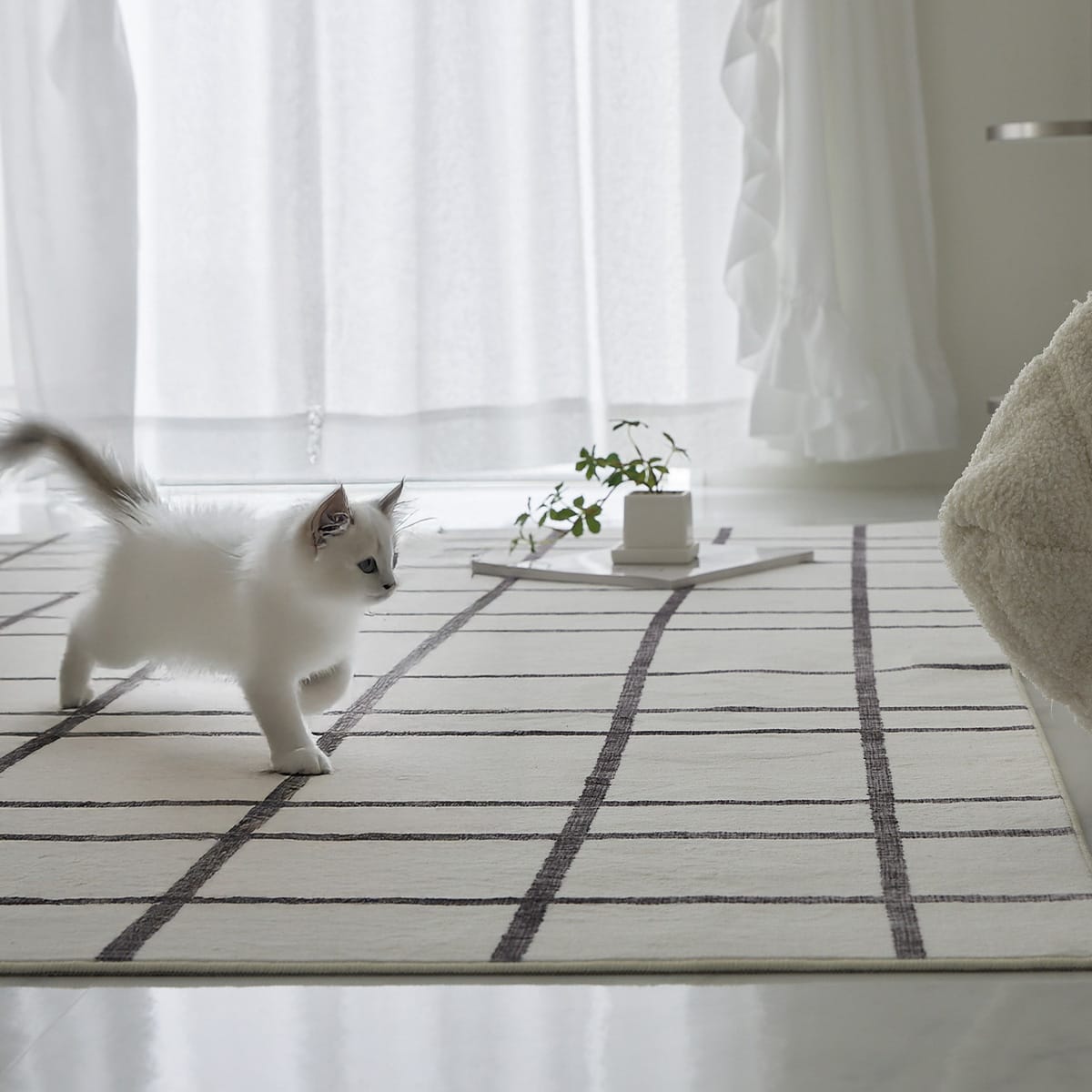 猫が歩いている様子